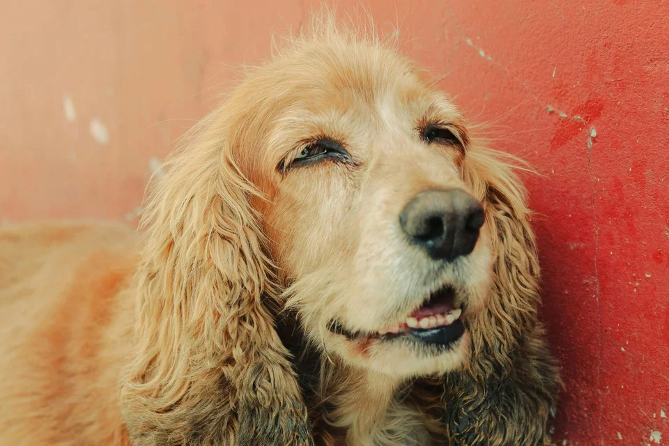 Photo of Cocker Spaniel Puppy | Brown Color, a healthy Cocker Spaniel Puppy | Brown Color available in Gurgaon