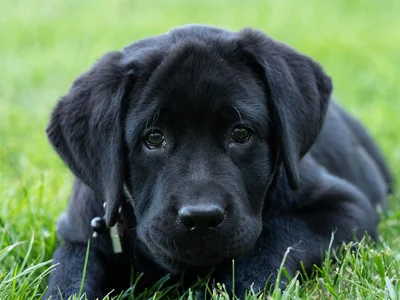 Labrador Retriever | Black
