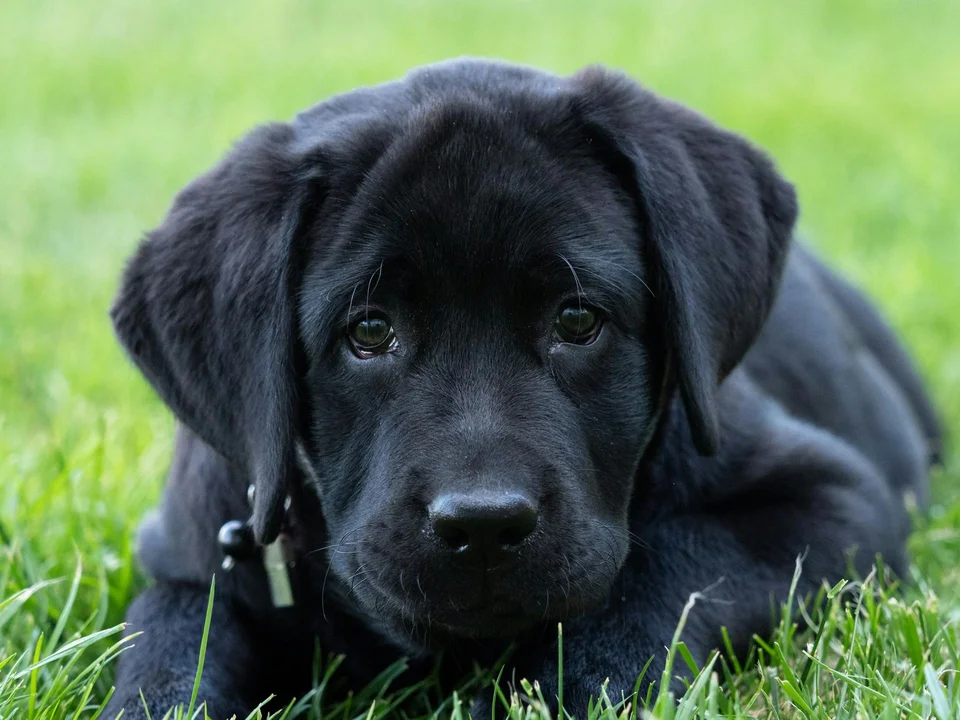 Photo of Labrador Retriever | Black, a healthy Labrador Retriever Puppy | Black Color available in Gurgaon