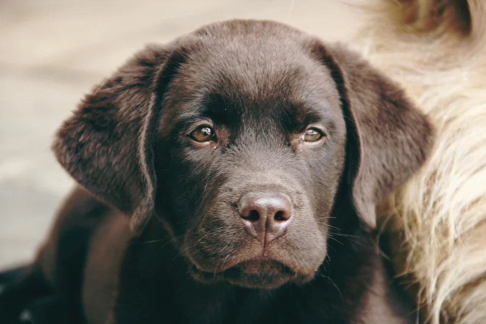 Photo of Labrador Retriever | Chocolate, a healthy Labrador Retriever Puppy available in Mohali