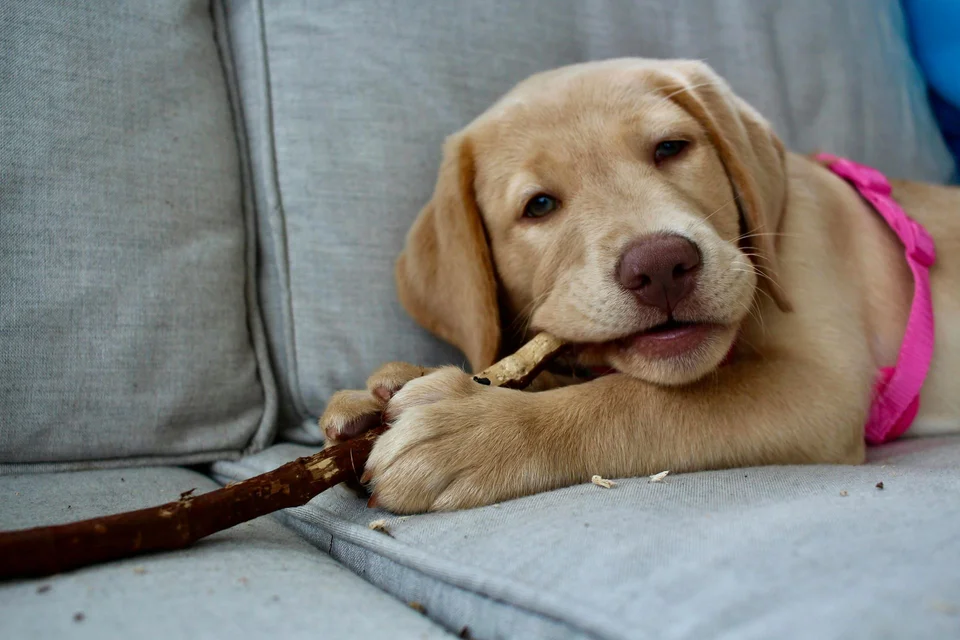 Photo of Labrador Retriever | Fawn, a healthy Labrador Retriever Puppy | Fawn Color available in Gurgaon