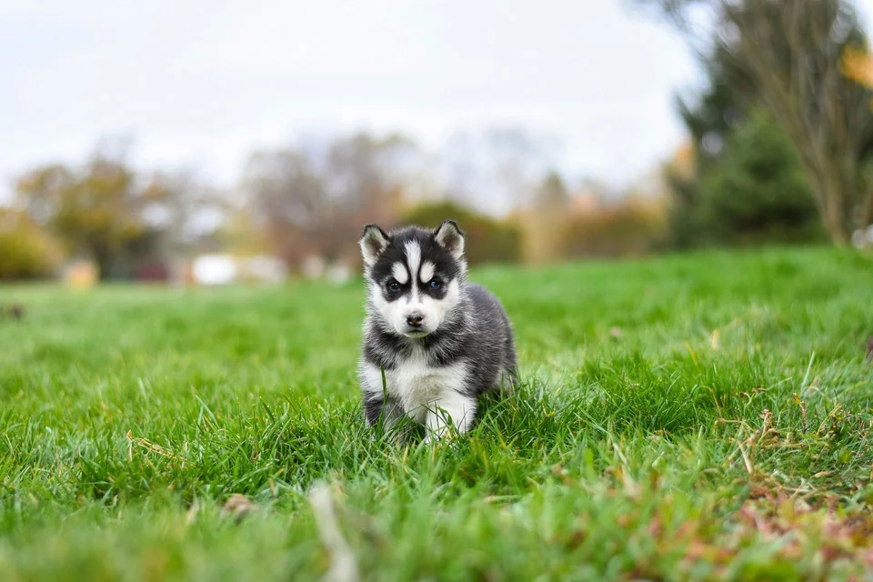 Photo of Siberian Husky Puppy | Black & White Color, a healthy Siberian Husky Puppy | Black & White Color available in Mohali