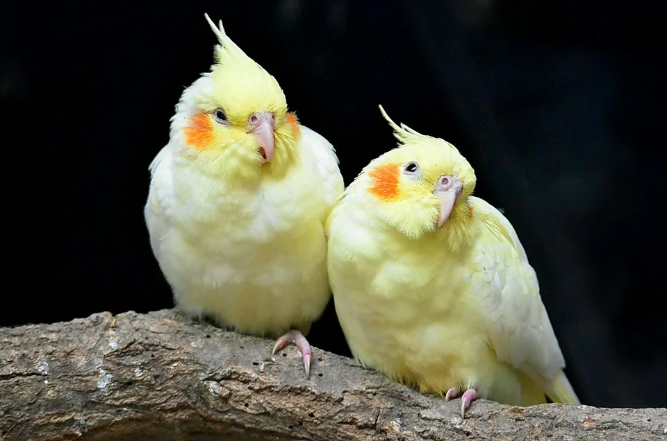 Cockatiel - Cockatiel Lutino DeliveryLutino Cockatiel, a Cockatiel | Lutino in Gurgaon