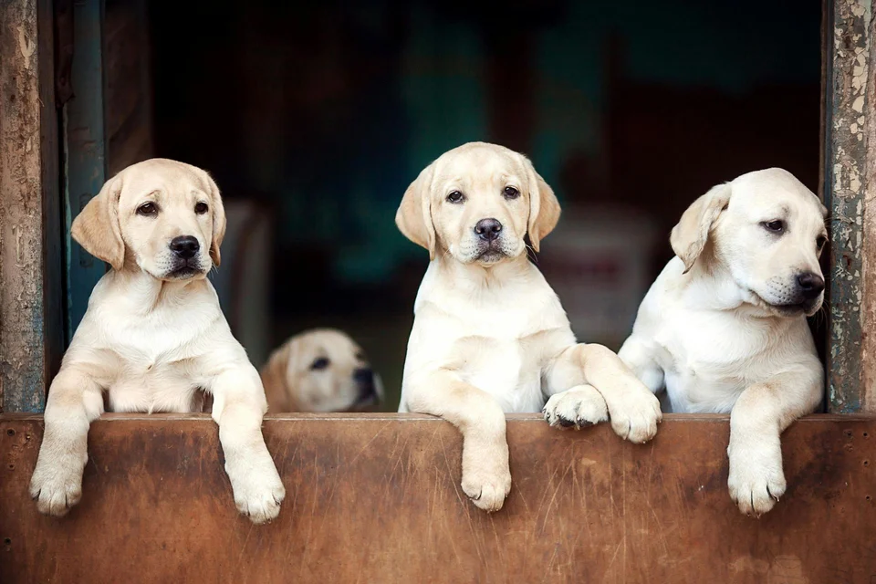 Photo of Labrador Retriever | White, a healthy Labrador Retriever Puppy | White Color available in Gurgaon