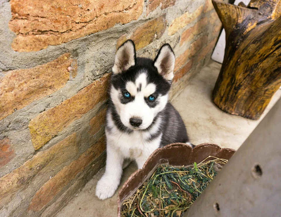 Siberian Husky Puppy | Black & White ColorSiberian Husky Puppy | Black & White Color, a Siberian Husky Puppy | Black & White Color in Mohali