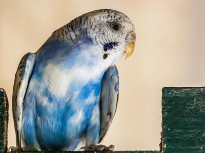 Budgies & Chicks and Adults