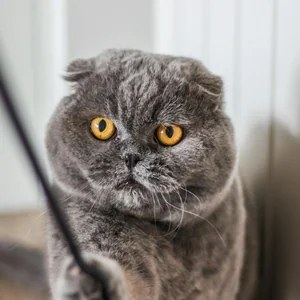 Healthy Scottish Fold Kitten | Standard Grey named Scottish Fold Kitten | Standard Grey available in Palakkad