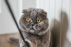 Healthy Scottish Fold Kitten | Standard Grey named Scottish Fold Kitten | Standard Grey available in Palakkad