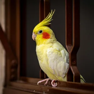 Healthy Cockatiel | Lutino named Lutino Cockatiel available in Gurgaon