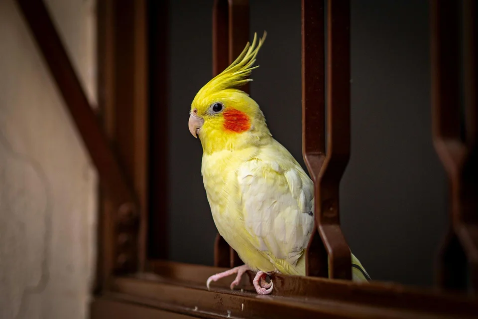 Photo of Lutino Cockatiel, a healthy Cockatiel | Lutino available in Gurgaon