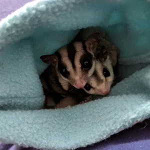 Healthy Sugar Glider | Grey named Sugar Glider | Grey available in Bengaluru