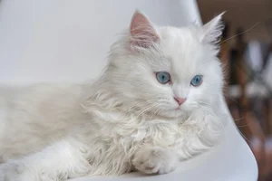 Healthy Persian Kitten named Persian Kitten (Doll Face) available in Mohali