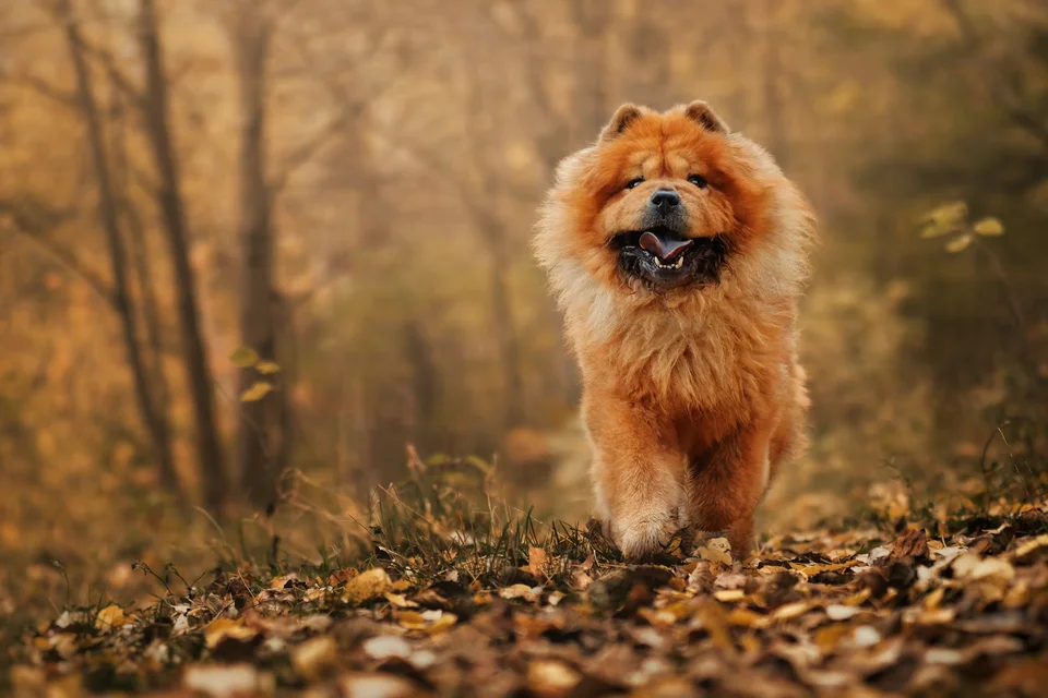 Photo of Chow Chow Puppy |  Fawn Color, a healthy Chow Chow Puppy | Fawn Color available in Gurgaon