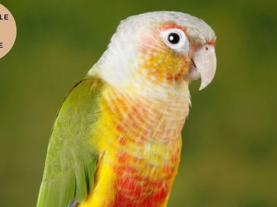 Pineapple Headed Conure