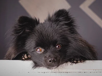 Pomeranian Puppy | Black