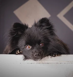 Pomeranian Puppy | Black