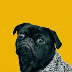 Healthy Pug Puppy | Black named Pug Puppy | Black Color available in Gurgaon