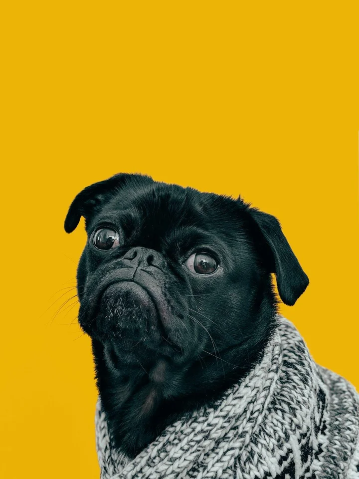 Photo of Pug Puppy | Black Color, a healthy Pug Puppy | Black available in Gurgaon
