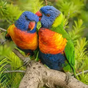 Healthy Rainbow Lorikeet named Rainbow Lorikeet available in Mohali
