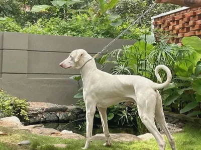 Rajapalayam Puppy