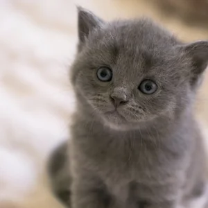 Healthy Russian Blue Kitten named Russian Blue Kitten available in Mohali