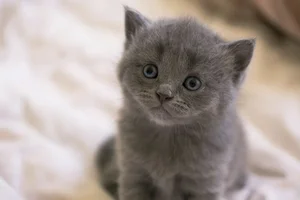 Healthy Russian Blue Kitten named Russian Blue Kitten available in Mohali