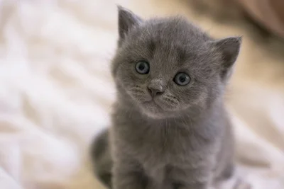 Healthy Russian Blue Kitten available for doorstep delivery
