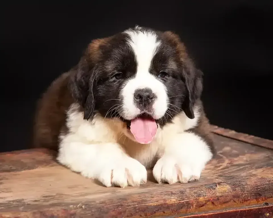 Photo of Saint Bernard Puppy, a healthy Saint Bernard Puppy available in Mohali