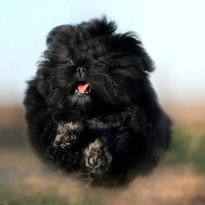 Healthy Shih Tzu | Black Color named Shih Tzu | Pure Black available in Gurgaon