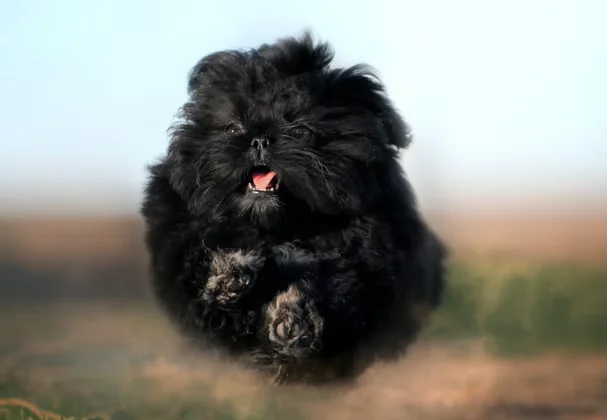 Photo of Shih Tzu | Pure Black, a healthy Shih Tzu | Black Color available in Gurgaon