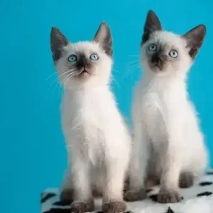 Healthy Siamese Kitten named Siamese Kitten available in Mohali