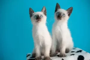 Healthy Siamese Kitten named Siamese Kitten available in Mohali