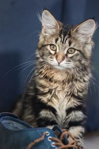Healthy Siberian Kitten named Siberian Kitten available in Mohali