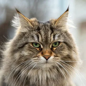 Healthy Siberian Kitten named Siberian Kitten available in Mohali