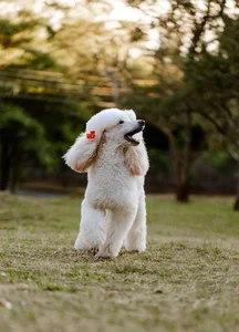 Healthy Standard Poodle Puppy | White named Standard Poodle Puppy | White available in Mohali
