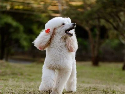 Standard Poodle Puppy | White