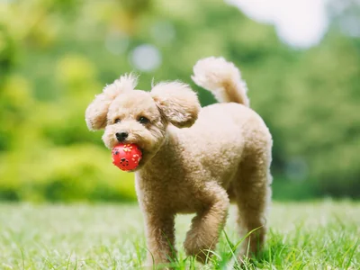 Standard Poodle Puppy