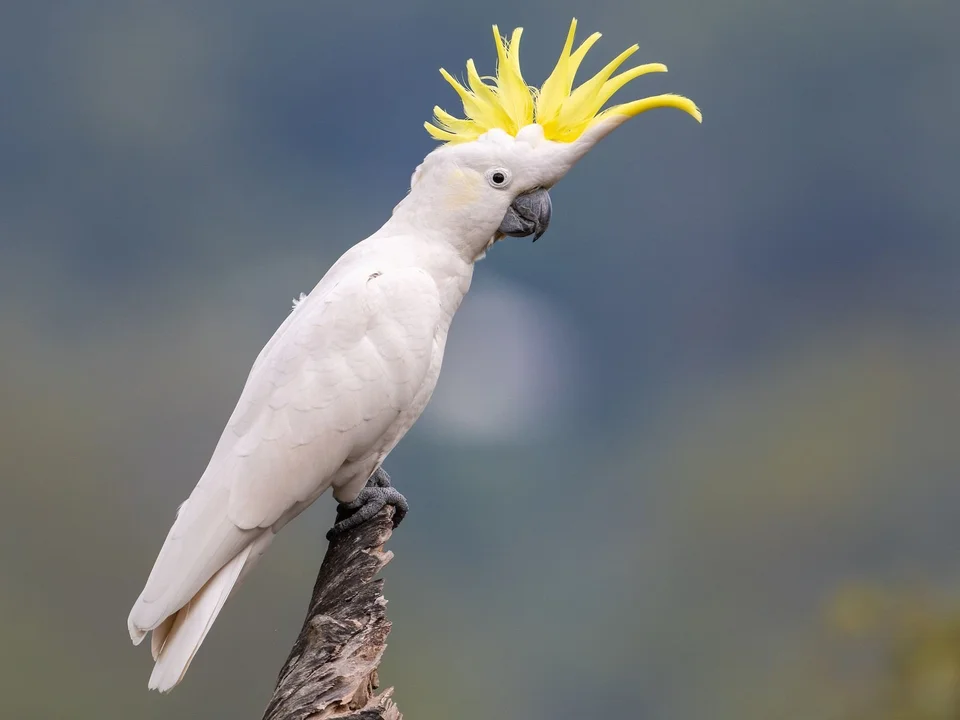 Photo of Sulphur Crested Cockatoo, a healthy Sulphur Crested Cockatoo available in Mohali