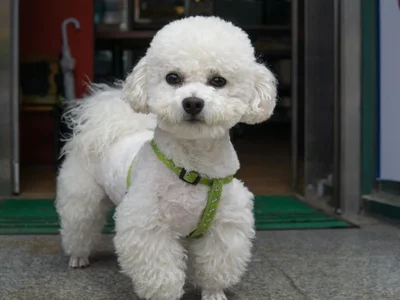 Toy Poodle Puppy | White
