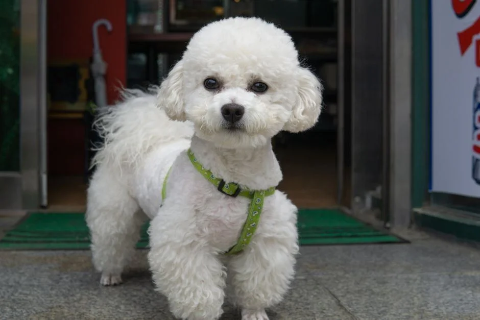 Photo of Toy Poodle Puppy | White, a healthy Toy Poodle Puppy | White available in Mohali