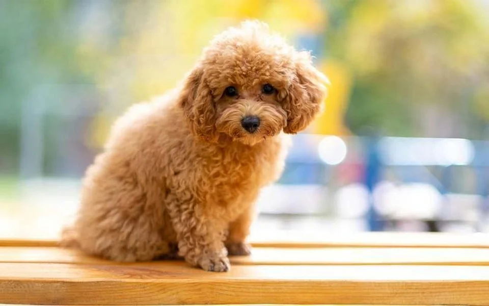 Photo of Toy Poodle Puppy, a healthy Toy Poodle Puppy available in Mohali