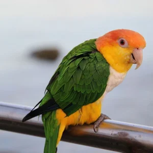 Healthy White Bellied Caique named White Bellied Caique available in Mohali