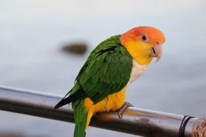 Healthy White Bellied Caique named White Bellied Caique available in Mohali