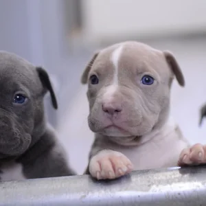 Healthy Pitbull Terrier Puppy named Pitbull Terrier Puppy available in Gurgaon