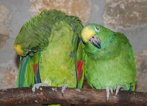 Healthy Yellow Crown Amazon named Yellow Crown Amazon available in Cochin