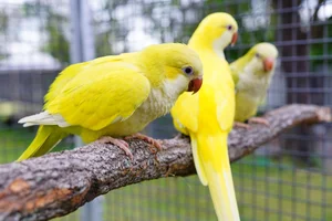 Healthy Yellow Monk | Lutino Quaker Parrot named Yellow Monk | Lutino Quaker Parrot available in Mohali