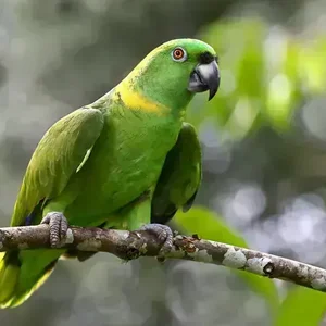 Healthy Yellow Naped Amazon named Yellow Naped Amazon available in Mohali
