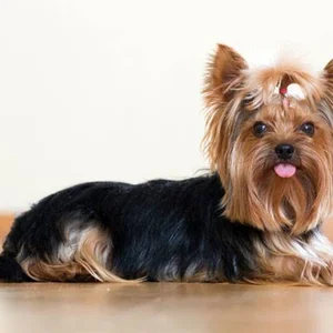 Healthy Yorkshire Terrier Puppy named Yorkshire Terrier Puppy available in Mohali