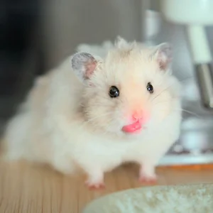 Healthy Syrian Hamster Babies named Syrian Hamster Babies available in Mohali