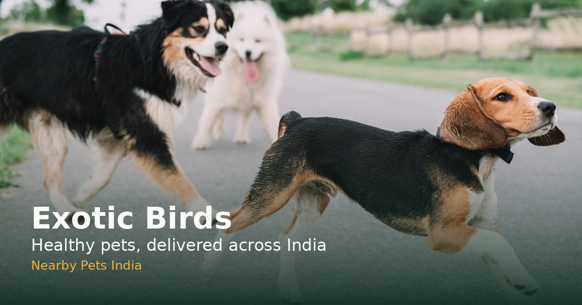 Exotic Sign Exotic birds — nationwide listings | Nearby Pets India
